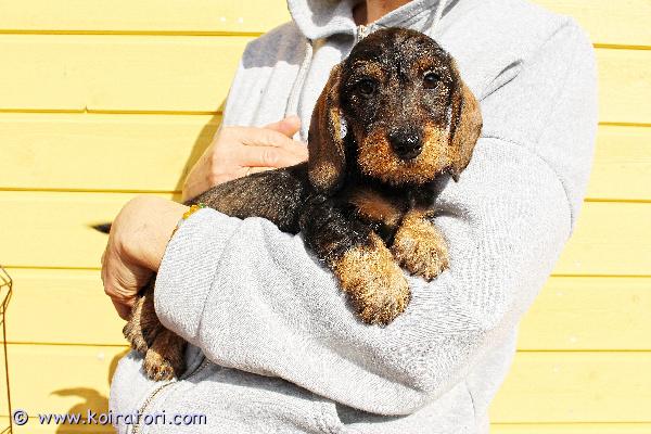 myydään karkeakarvainenkääpiömäykky www.koiratori.com-ilmoitus Karkeakarvainen kääpiö mäykky, poika, synt.27.01.26, rokotteet, eu passi ja export-sukutaulu, etsii huolehtivaa ja rakastavaa kotia. Meidan kotisivuilta www.taksik.com,puh.003725538914 ( engl. ).hinta: