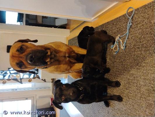 myydään risteytys www.koiratori.com-ilmoitus Tästä erikoisempia pentuja joita ei varmasti tule samanlaisia vastaan. äiti on kanariandoggi. Rauhallinen ja ystävällinen ihmisille ja muille koirille. Isä patterdalenterrieri ja on sähäkämpi sekä energisempi. Pennut syntyneet 8.3 ja ovat luovutuksessa vappuna 1.5 alkaen. En osaa tähän laittaa kuvia, jos kiinnostunut enemmän pyydä kuvia.huom! en myy ensimmäiseksi koiraksi!