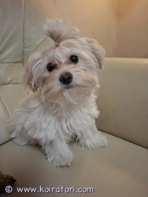 myydään Morkie(maltankoira x yorkshirenterrieri) www.koiratori.com-ilmoitus Aivan ihana, hellä ja hyväluonteinen, harvinaisempi, MORKIE rotuinen narttupentu Maija etsii kotia! Maija on syntynyt 25.11.2025 eli ikää on nyt 4kk. Maija on tosi pienikokoinen, kiltti ja rauhallinen tyttö. Maijan vanhemmat ovat terveet ja lempeäluonteiset. Yhdistelmän isä on yorkshirenterrieri ja emä on maltankoira. Maija on luovutuksessa heti. MORKIE on rotuna kerrassaan hurmaava, sosiaalinen ja perhettään rakastava. Loistava perhe- ja seurakoira. Maija kuitenkin arastelee pieniä, taaperoikäisiä lapsia. Maija on tottunut toisiin koiriin sekä kissaan. Maijalle etsitään ensisijaisesti siis aikuisten ihmisten kotia tai kotia, jossa ei ole enää ihan pieniä lapsia. Mikäli MORKIE on rotusi ja sydämesi sulaa juuri Maijalle sekä pennunhankinta on varma niin ota yhteyttä. Mikäli luotasi löytyy Maijalle luotettava koti niin kerro jo ensimmäisessä yhteydenotossasi kodistasi, nimesi sekä numerosi. Ei osamaksumahdollisuutta.