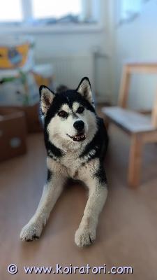 annetaan husky www.koiratori.com-ilmoitus Myydään hyvään kotiin 6v. Puhdasrotuinen narttu.synt. 17.10.2019ei sovellu sisäkoiraksi. Myydään vain sellaiselle kenellä on mahdollisuus pitää koiraa ulkona ja on ainakin yksi koirakaveri. Koira on tullut meille n. Puoli vuotta sitten huskytarhalta, jossa ollut valjakkokoirana. Ei soveltunut työhön koska ei ollut tarpeeksi innokas vetämään. Siksi otimme kokeiluun meille. Meillä käyty koiran kanssa yli 10km juoksulenkkejä, mutta ei juokse sen pidempiä putkeen. Koira tekee tarpeitaan toistuvasti myös sisälle, ja siistä syystä luovumme. koira on luonteeltaan melko rauhallinen ja todella kiltti kaikille. Kiltti myös muille koirille. Lapsille ja aikuisille yhtälailla ystävällinen. Tykkää kyllä rapsutteluista ja huomiosta, mutta on myös itsenäinen, eikä takerru ihmiseen tai koe eroahdistusta yksin jäädessään.koira on asianmukaisesti madotettu, sirutettu ja rekisteröity.eurooppalainen eläinpassi löytyy, josta näkee myös rokotukset.laita rohkeasti viestiä, ja kerro minkälainen paikka sinulla olisi tarjota. Hinta neuvoteltavissa.