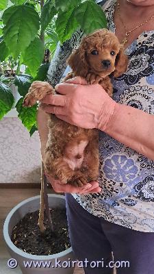 myydään villakoira www.koiratori.com-ilmoitus pennut etsivät hyviä ja rakastavia koteja. pentu on syntynyt suomessa 14.2.2026 ja on luovutusikäinen 10.4.2026pennut myydään eläinlääkärin tarkastamina, sirutettuina (27.03.2026) ja asianmukaisesti madotettuina ( 4 ja 6 viikon iässä). Rokotus 12 viikon iässä jonka uusi omistaja hoitaa.varausmaksu 200€     