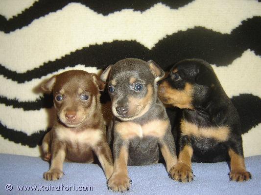 MYYDääN prahanrottakoira www.koiratori.com-ilmoitus Myydään prahanrottakoira uros pennut syntynyt 28.02.26 kennelissä “millgret” ekl/fci. Luovutetaan rokotettuina, sirutettuina, eläinlääkärin tarkastamina ja useasti madotettuina, omaavat eu eläinlääkäri passin,eestin kennelliittoon ekl/fci sukutaulu,saa pentupaketin. Vanhemmat terveet ja tutkitut,vanhempien polvet ja silmät on tarkastettu: pl 0/0, silmät- ok. Pyydä lisätietoja sähköpostitse: millgret@gmail.com, kotisivu: http://www.millgret.breeder.ee/news_eng.html