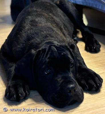 myydään canecorso www.koiratori.com-ilmoitus Kotia etsii cane corson pentu lapsen allergian vuoksi erittäin avoin ja rauhallinen pentu sosiaalinen.  alkaa olla melkein sisäsiisti osaa jo joitain asioita hoito toimet onnistuu kotona osaa olla työpäivä ajan ei ole ollut ongelmia. Eläinlääkärin tarkastama sirutettu madotettu ja rokotettu. Etsimme diegolle hyvää ja loppuelämän kotia jossa sä olla rakastettu perheen jäsen tästä saa erittäin kivan harrastus kaverin itselleen