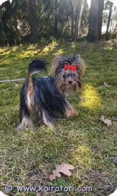 myydään yorki www.koiratori.com-ilmoitus Luovutusikuinen, pieni 2 kg paino , 9 kk ikuinen narttu etsii oma koti. Pentu on sosiaalistettu, tulee toimeen toisten koirien ja lasten kans. On moneasti madotettu, viimeksi kk sitten, eläinlääkärin tarkastama , siru, eu passi . Annettu kaikki rokotukset, voimassa vuoden. Emo viralliset terv tarkastukset polvet 0/0, isä myös. Vanhemmat hyväluonteisia , sosiaalisia , koulutettuja pikkukoirat. Kysy lisä, ei osamaksulla , ei varausta