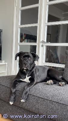 myydään sekarotuinen www.koiratori.com-ilmoitus 2.11.2025 syntynyt cane corso–labradorinnoutaja mix pentu etsii uutta kotia äkillisen elämäntilanteen muutoksen vuoksi.pentu on madotettu, rokotettu, eläinlääkärin tarkistama, painoa on noin 21kg ja kasvaa vielä.luonteeltaan leikkisä, innokas, nopeasti oppiva ja pentumaisen höslä. Tottunut lapsiin nähnyt niitä paljon eri ikäisiä. Osaa peruskäskyjä, mutta voi olla välillä jästipäinen ja korvat unohtuvat. sisäsiisteys hyvällä mallilla, öisin saattaa vielä tulla vahinkoja. Hihnakävely vaatii vielä harjoittelua, haluaisi kaikki vastaan tulijat moikata innoissaan.etsitään koti, jossa ymmärretään isoksi kasvavan koiran tarpeet.kerrothan yhteydenotossasi millaiseen kotiin ja perheeseen pentu olisi tulossa? sijainti: iisalmi