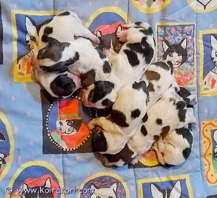 myydään petit basset griffon vendeen www.koiratori.com-ilmoitus Luethan koko infon! ensimmäinen yhteydenotto meilitse kiitos! (en vastaa tekstari tai whatsapp kyselyihin!) *meille on syntynyt 22.03.2026 ihania ja lupaavia petit basset griffon vendeen pentuja, jotka etsivät sopivia ja vastuullisia koteja. Pennut ovat perusterveistä, hyväluonteisista ja karkeakarvaisista vanhemmista, joiden taustalla on kansainvälisesti menestyneitä ja arvostettuja sukulinjoja. pentueen emä on lempeä ja kaunis fi mva nightdream hello magazine “kepa” ja isä on iloinen ja hyväluonteinen nightdream val kilmer “olli” Pennut totutetaan monipuolisesti ikäkaudelle sopivaan käsittelyyn ja arjen tilanteisiin. Poag-testien perusteella pennut eivät tule sairastumaan glaukoomaan (silmänpainetautiin). pennut soveltuvat erinomaisesti monenlaisiin harrastuksiin, aktiiviseksi perhekoiraksi sekä lenkki-ja metsästyskaveriksi, mukaan lukien peuran ja jäniksen ajoon! luovutusikäisiä pennut ovat 10.05.2026 alkaen. Mikäli sinulla on tarjota rakastava ja aktiivinen koti, jossa koira saa olla täysivaltainen perheenjäsen, otathan rohkeasti yhteyttä!*kerrothan jo kyselyä lähettäessäsi perheestäsi, mistä päin olet, miten asut (omakoti, rivari vai kerrostalo), onko aiempaa koirakokemusta.* mieti onko luovutusajankohta sopiva, jos ei, niin muusta ajasta sovittava jo kysyttäessä, joulun- ja uudenvuoden pyhät sovittavissa.* pennut luovutetaan useampaan kertaan madotettuina, mikrosirutettuina, eläinlääkärin tarkistamina, mukaan ruokinta- ja hoito-ohjeita sekä pentumuonaa.  Pennut puhdasrotuisia.lisää kuvia pennuista: https://perfectbeast.kuvat.fi/kuvat/kepan+ja+ollin+pennut/