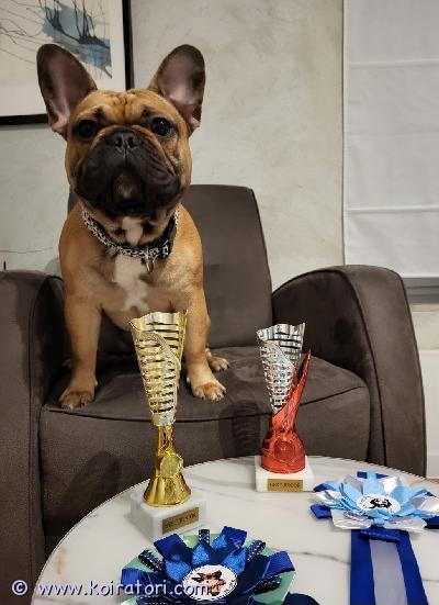 otetaan ranskabuldoggi www.koiratori.com-ilmoitus Etsitään ranskanbulldoggi narttua jalostukseen. Tarjolla komea ja terve uros, ikä 3 vuotta 4 kuukautta. Sukutaulu löytyy, rekisteri lkba (ei fci). Uroksella on muotovalion arvot norjasta, saksasta, virosta ja latviasta. Paino 17 kg, kookas, urheilullinen ja hyväkuntoinen, ei ylipainoa. Kaikki terveystarkastukset on tehty eläinlääkärillä. Latvian kansalainen, asunut suomessa 45 päivän iästä lähtien.