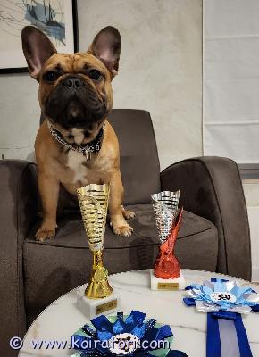 astutukseen ranskabuldoggi www.koiratori.com-ilmoitus Etsitään ranskanbulldoggi narttua jalostukseen. Tarjolla komea ja terve uros, ikä 3 vuotta 4 kuukautta. Sukutaulu löytyy, rekisteri lkba (ei fci). Uroksella on muotovalion arvot norjasta, saksasta, virosta ja latviasta. Paino 17 kg, kookas, urheilullinen ja hyväkuntoinen, ei ylipainoa. Kaikki terveystarkastukset on tehty eläinlääkärillä. Latvian kansalainen, asunut suomessa 45 päivän iästä lähtien.