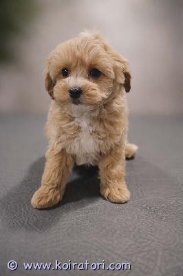 myydään maltipoo www.koiratori.com-ilmoitus Komea, luovutusikuinen, urospentu enää vapaana. Hän on moneasti madotettu, eläinlääkärin tarkastama, siru, annettu rokotus, eu passi. Emo kaunis punaruskea kääpiövillakoira. Pentu päästetty ulos vaan omalla aidattulla pihalla, aikuspaino noin 3-4kg. Saa soittaa, lähettä viestiä, odottettu vaan aidosti kiinostuneittä, ei turhia varauksia, ei osamaksulla, kysy lisä