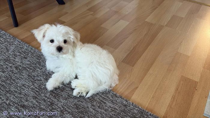 myydään maltankoira www.koiratori.com-ilmoitus Maltan tyttö pentu lola etsii rakastavaa kotia syntynyt  8.12.2025 pentutarkastettu rokotettu sirutettu  madotettu. Etsii kotia ilmeen allergian vuoksi. Kerro minkälainen koti sinulla on tarjota pennulle. Pentu on hyvin oppinut sisäsiisteyttä. Pesut kynsienleikkuu pienet trimmaukset sujuvat hyvin pennun kanssa ota yhteyttä soittamalla 