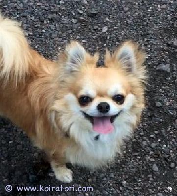 MYYDääN chihuahua www.koiratori.com-ilmoitus Erittäin komea nuori kolmevuotias pitkäkarvainen chihuahua-poika,kolmevuotias,  rakastettavaksi ja ihailtavaksi. näyttelyyn ja mahdollisesti jalostukseen.hampaat 6/6,  patella 0/0 valiontittelit ovat olemassa, hyvässä terveydentilassa, rohkea, tasapainoinen temperamendiga. lisätietoa yksityisviestillä.