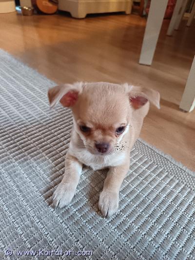 myydään chihuahua www.koiratori.com-ilmoitus Myydään luovutusikäinen chihuahua urospentu. Eläinlääkäri tarkastanut ja siruttanut. Madotettu säännöllisesti. Pentu on leikkisä, mutta viihtyy hyvin myös sylissä. Vanhemmat perheen omia koiria. Kerrothan millaiseen perheeseen pentu on tulossa. Pentua saa mielellään tulla katsomaan.