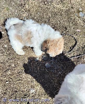 myydään poochon www.koiratori.com-ilmoitus Rohkea ja iloinen poochon urospentu, jonka luonne on kultaa!  Aikuispaino arvio n. 5-8kg, säkäkorkeus arvio n. 27-30cm. terveystutkitut vanhemmat ja pentu käynyt eläinlääkärin tarkistuksella 16.3.26 todistuksen ja sirun saamassa. Madotettu madotusohjelman mukaan, käsitelty paljon, ulkoiltu runsaasti. Hyvin hoidettu kaikin puolin. Tottunut lapsiin ja kissaan. Syntynyt 2.2.26 suomessa. On yli 8vk ja luovutusiässä.Todella hyväluonteinen, seurallinen: viihtyy mukana puuhissa, automatkat sujui hyvin, viihtyy ja rauhoittuu syliin. Harjoiteltu trimmauksia. Ei juurikaan hauku.Hinta 1700e. Kasvattaja myy.Poochon =villakoiraa ja bichonfriseetä.