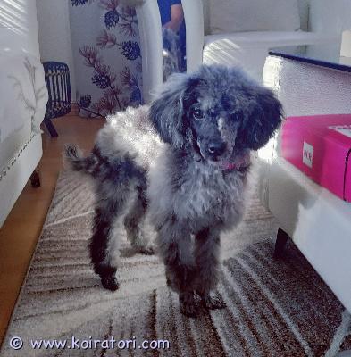 myydään kääpiövillakoira www.koiratori.com-ilmoitus Myydään upea, kaunis ja harvinainen narttu kääpiökokoinen merle-värinen (blue merle) villakoira. Pentu on syntynyt 24.8.2025. Hän on saanut rokotukset ja on täysin terve: hampaat ok, ryhti ok, luonne ok.luonteeltaan koira on kiltti, lempeä ja ihmisrakas, ja sopii hyvin niin perheeseen kuin yksineläjällekin. Villakoirana se on myös älykäs ja helposti koulutettava rotu.sinulle joka arvostat tätä kaunotarta ja ymmärrät hänen ainutlaatuisen värin.. Ota yhteyttä.turkki on näyttävä ja harvinainen blue merle -väritys, joka tekee koirasta erityisen upean.