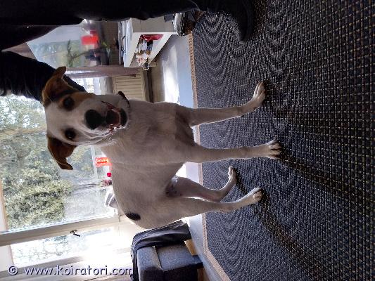 myydään alabaibulgarianpaimenkoira www.koiratori.com-ilmoitus 15.11.2025 synt.urospentu eli kohta 5kk vanha,leikkisä vahtdin alku.nyt jo tod.isokokoinen eli aikuisena xl kokoa.äiti bulgarian paimenkoira, isä alabai.mikrosirutettu kaikki rokotukset kunnoss ,madotettu ja loishäädetty säännöllisesti.puh 0414883978