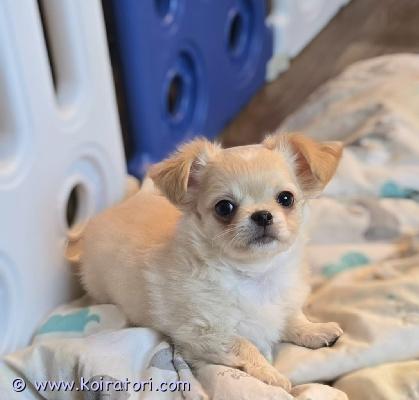 myydään chihuahua www.koiratori.com-ilmoitus Chihuahuan pentu, pitkäkarvainen, luonteeltaan erinomainen, voi elää muiden eläinten kanssa. Valmis muuttamaan uuteen kotiin. Pennulla on mikrosiru, iänmukaiset rokotukset ja eurooppalainen eläinlääkäripassi. Jos haluat lisätietoja, kuvia ja videoita, laita yksityisviestit tai whatsapp. Maksullinen toimitus helsingin satamaan. Puhelin:+37258587448