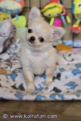 myydään chihuahua www.koiratori.com-ilmoitus Chihuahuan pentu, poika, minikoko, kermanvärinen, pitkät hiukset. Siirtyy uuteen kotiin mikrosirun, rokotusten ja eurooppalaisen eläinlääkäripassin kanssa. Lisätietoa, kuvia ja videoita yksityisviestillä tai whatsappilla. Maksullinen toimitus helsinkiin. Puhelin:+37258587448