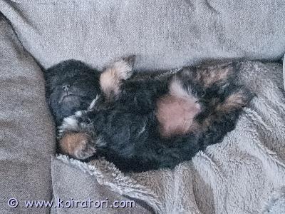 myydään shihtzumixit www.koiratori.com-ilmoitus 16.2.2026 syntyneet iloiset, terhakat, hyvin hoidetut tyttöpennut kahdesta pienestä seurakoira rodusta. Aikuiskoko n.5kg. Pieksämäellä. P. 045-8514325