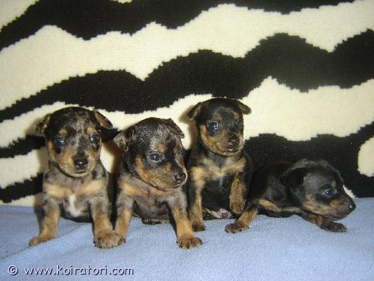 MYYDääN prahanrottakoira www.koiratori.com-ilmoitus Myydään prahanrottakoira uros pennut syntynyt 11.03.26 kennelissä “millgret” ekl/fci. Luovutetaan rokotettuina, sirutettuina, eläinlääkärin tarkastamina ja useasti madotettuina, omaavat eu eläinlääkäri passin,eestin kennelliittoon ekl/fci sukutaulu,saa pentupaketin. Vanhemmat terveet ja tutkitut,vanhempien polvet ja silmät on tarkastettu: pl 0/0, silmät- ok. Pyydä lisätietoja sähköpostitse: millgret@gmail.com, kotisivu: http://www.millgret.breeder.ee/news_eng.html