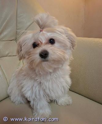 myydään Morkie (maltankoira x yorkshirenterrieri) www.koiratori.com-ilmoitus Aivan ihana, hellä ja hyväluonteinen, harvinaisempi, Morkie rotuinen narttupentu Maija etsii kotia! Maija on syntynyt 25.11.2025 eli ikää on nyt 4kk. Maija on tosi pienikokoinen, kiltti ja rauhallinen tyttö. Maijan vanhemmat ovat terveet ja lempeäluonteiset. Yhdistelmän isä on yorkshirenterrieri ja emä on maltankoira. Maija on luovutuksessa heti. Morkie on rotuna kerrassaan hurmaava, sosiaalinen ja perhettään rakastava. Loistava perhe- ja seurakoira. Maija kuitenkin arastelee pieniä, taaperoikäisiä lapsia. Maija on tottunut toisiin koiriin sekä kissaan. Maijalle etsitään ensisijaisesti siis aikuisten ihmisten kotia tai kotia, jossa ei ole enää ihan pieniä lapsia. Mikäli Morkie on rotusi ja sydämesi sulaa juuri Maijalle sekä pennunhankinta on varma niin ota yhteyttä. Mikäli luotasi löytyy Maijalle luotettava koti niin kerro jo ensimmäisessä yhteydenotossasi kodistasi, nimesi sekä numerosi. Ei osamaksumahdollisuutta.