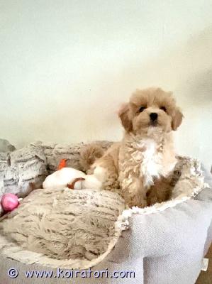 myydään maltipoo www.koiratori.com-ilmoitus Maltipoo luovutusikuinen , reipas urospentu vapaana. Pentu on moneasti madotettu, el tarkastama, siru , annettu ensimmäinen rokotus , eu passi. Vanhemmat kääpiövillakoira ja malta koira. Pentun paino nyt 1,2 kg, aikuspaino noin 3 kg, kysy lisä 