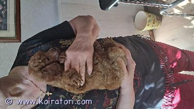 myydään villakoira www.koiratori.com-ilmoitus Pentu etsii  hyviä ja rakastavia koteja. Uros pentu on syntynyt  suomessa  14.2.2026 ja on luovutus ikäinen   10.4.2026pennut myydään eläinlääkärin tarkastamina, sirutettuina 27.3.2026 . Ja asianmukaisesti madotettuina . Rokotus 12 viikon iässä jonka uusi omistaja hoitaa.varausmaksu 200