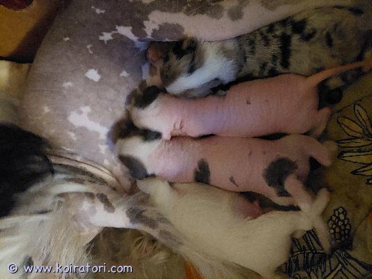 myydään chihumix www.koiratori.com-ilmoitus Ihanat pojat. 50%chihua 25%japanese chin ja 25% kiinanharjakoira. Kaksi paksulla karvalla ja kaksi karvatonta. Luovutetaan ell tarkastamina ja sirutettuina.