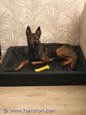 myydään malikka www.koiratori.com-ilmoitus Myydään malinois-pentujapennut syntyneet 29.03.2026.pentueessa: 3 urosta 3 narttuapennut luovutetaan 03.05.2026 alkaen. Pennut kasvavat perheessä ja tottuvat normaaleihin arjen ääniin. Luovutettaessa pennut ovat eläinlääkärin tarkastamia, madotettujavanhemmat ovat luonteeltaan todella kilttejä kotikoiria. Vanhemmat peruskoulutettuja. Laitan pennuista ja vanhemmista kuvia lisää. Kuvassa emä