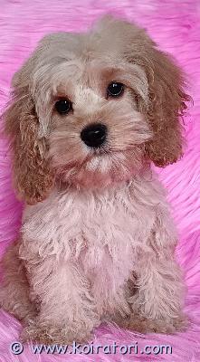 myydään cockapoo www.koiratori.com-ilmoitus Luovitusikäiset cockapoopennut etsivät hyviä huolehtivia koteja. Sirutettuina ja lääkärin tarkastamina. Terveystarkastetuista vanhemmista. Luovutetaan paljon käsiteltyinä ja hyvin sosiaalistettuina kirjallisten hoito-ohjeiden ja pentupakkauksen kera. 