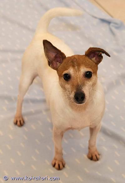 myydään toyfox www.koiratori.com-ilmoitus Aikuinen hieno pieni tyttökoira etsii hyvää kotia.Paperit on, terveystarkastettu, sirutettu, rekisteröity, kiva luonne.Ei terveys- tai luonneongelmia. 4-vuotias. Rotunsa erinomainen edustaja.Terve ja kaunis tyttö. Kaikki kunnossa.Ystävällinen, ei hauku, kotikoira ja lenkkikaveri, käyttäytyy hyvin, oppivainen, ei rähise, ei arka, osaa olla yksin ja seurassa, tykkää ihmisisistä ja seurasta.Lyhyt, helppo turkki. Paino noin 4 kg, säkäkorkeus 28 cm.Tarkempia tietoja mailitse.Kysy lisää ja tule tutustumaan ennen kun mietit varaamista.