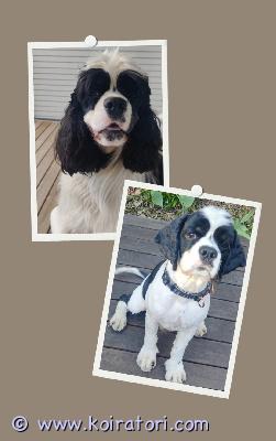 myydään amerikancockerspaniel www.koiratori.com-ilmoitus Esitään kotia 3 vuoden ikäiselle amerikan cockerspanieli urokselle.On luonteeltaan vilkas, iloinen ja utelias hännänheiluttaja sekä myös rodulle tyypillisin ominaisuuksin tahdokas, hieman jääräpäinenkin ja aina täysillä menossa mukana.Energisyytensä vuoksi sopii hyvin harrastuskaveriksi lähes lajiin kuin lajiin, nopea ja älykäs oppimaan. Ei kerrostaloon ja sopii emännälle tai isännälle, jolla on paljon aikaa liikunnallisiin harrastuksiin sekä turkin hoitoon. Autossa matkustaa kuin kotonaan ja mielellään mukaan on aina lähdössä.Syntynyt 1.3.2023. On sirutettu, madotettu ja rokotettu. Koiralla on EU passi. Terve ja hyvinvoiva.Katso videoitaTiktok chupachups3335myyjä: Suvi /Raisio