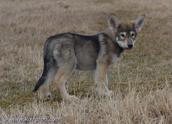 myydään susikoira www.koiratori.com-ilmoitus Tälläinen sinna tyttö etsii hyvää kotia arktisiin ja alkukantaisiin koiriin perehtyneeseen perheeseen. Parhaiten sopii maalle okt. Syntynyt 30.01.2026 ja luovutusikäinen 7vk 20.03.2026. Emä ja muita sukulaisia nähtävissä. Erittäin hyväluonteinen ja reipas pentu. Pentu on luovutusiässä kolmesti madotettu, sirutettu ja eläinlääkärin tarkastuksessa käynyt ym. Vanhemmat ovat luustokuvattuja (lonkat, kyynärpäät ja selkä), emällä (susikoira) embarkvet dna testi tehty ja isällä (pitkäkarvainen valkoinenpaimenkoira) koko genetics dna testi tehty.laita viestiä numeron kera ja kerro vähän millainen koti olisi tarjota jne. sopivan kodin löytyessä neuvotellaan hinnasta.