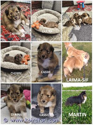 MYYDääN sheltie puppies www.koiratori.com-ilmoitus The kennel is reserving sable sheltie puppies. All females. Three of them are available.born on 16.03.2026.they will be ready to go to their new families in mid-may.each puppy will have an ekl/fci pedigree, a european passport, a microchip, age-appropriate vaccinations, and a sales contract.the parents are show dogs and have been health tested.i have whatsapp and viber.kennel varaa soopelin värisiä sheltie pentuja. Kaikki pennut ovat narttuja. Kolme pentua on vapaana.syntyneet 16.03.2026.ne ovat valmiita muuttamaan uusiin koiriin toukokuun puolivälissä.jokaisella pennulla on ekl/fci-sukupuu, eurooppalainen passi, mikrosiru, ikätasoiset rokotukset ja kauppakirja.vanhemmat ovat näyttelykoiria ja heille on tehty terveystarkastuksia.minulla on whatsapp ja viber.