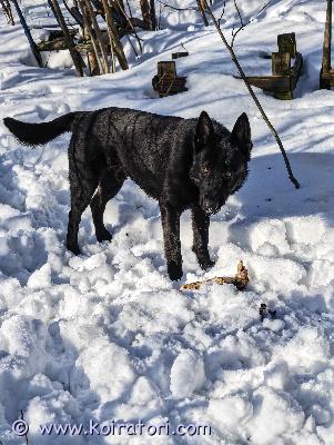 myydään paimen www.koiratori.com-ilmoitus Spk käyttis mix , etsii uutta kotia ainoana koirana. Täyttää kesällä 2v. Rokotettu, sirutettu ja rekisteröity ruvi. Vahva luonteinen,korkea energinen. Dominoi laumassa, yksinään täyden kympin kaveri.  paljon treenailtu perus asioita. Tykkää uimisesta. Iso vahva poika. Käytöksessä ainoat haasteet laumadynamiikassa . Osaa olla kotona yksin. Aivan ihana poika , joka olisi parhaimmillaan ainoana lemmikkinä. Etsinnässä kokenut aikuinen koti.