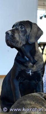 myydään canecorso www.koiratori.com-ilmoitus Rotu: cane corso sukupuoli: narttusyntymäaika: 6.12.25luovutusikäinen alkaen: heti tämä reipas ja sosiaalinen narttupentu etsii omaa loppuelämän kotiaan. Pentu on kasvanut lapsiperheen arjen keskellä / muiden koirien parissa ja on tottunut tavanomaisiin kodin ääniin. Luonteeltaan hän on  utelias, rohkea rauhallinen, vanhemmat molemmat vanhemmat ovat hyväluonteisia, terveitä ja rodunomaisia suojelu- ja perhekoiria.