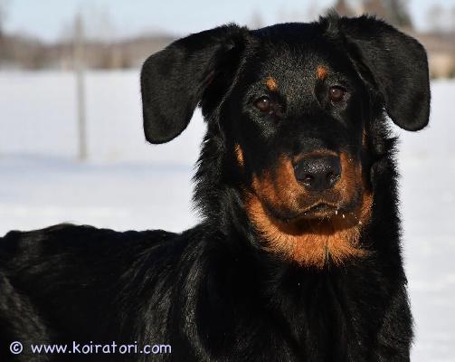 myydään beauceron www.koiratori.com-ilmoitus Beussi narttu 2,5 vuotta etsii kotia jossa ei ole muita narttuja eikä kissoja. koira rakastaa ihmisiä ja on todella vilkas, ei kerrostaloon vaan paikkaan missä saa paljon liikuntaa myös vapaana. asialliset tiedustelut sähköpostiin. 