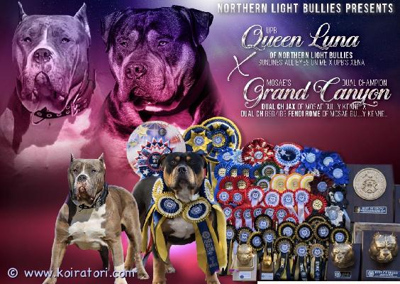 myydään americanbully www.koiratori.com-ilmoitus Syntynyt 14.02.2026 suomessa.narttu pentutämä yhdistelmä heijastaa ydinarvojamme: rakennetta, terveyttä, luonnetta sekä hyväksi todettuja sukulinjoja. Yhteistyössä mosae bully kennelin kanssa olemme ylpeitä voidessamme esitellä harkitun ja laadukkaan yhdistelmän, joka perustuu kokemukseen, jatkuvuuteen ja pitkän aikavälin näkemykseen.canyon on musta tricolor -uros, syntynyt ja kasvanut euroopassa. Hän on abkc- ja ebkc-valio ja edustaa usean sukupolven valiolinjoja. Canyon on osoittanut arvonsa niin näyttelykehässä kuin tasaisena ja luotettavana jalostusuroksena. Hän yhdistää vahvan rakenteen, raskaan luuston ja voimakkaan pään tasapainoiseen ja sosiaaliseen luonteeseen.canyon on laajasti terveystutkittu:– embark-testattu (kantaa crd4)– ofa lonkat (fci b1)– ofa kyynärät ja olkapäät normaalit– ofa selkä normaali– ofa täysi purenta– ofa polvet normaalit– sydän tutkittu– kuulo normaali (baer +/+)– silmät tutkittuväri: black, tan  white (kantaa chocolatea ja dilutea)– paino: noin 53 kg– säkäkorkeus: noin 56 cmqueen luna on northern light bulliesin perustanarttu, ja hänellä on ollut merkittävä rooli american bully -rodun kehityksessä suomessa. Luna tunnetaan massiivisesta luustostaan, voimakkaasta rakenteestaan ja itsevarmasta olemuksestaan, mutta myös uskollisesta ja perhekeskeisestä luonteestaan. Hän on poikkeuksellisen hyvä lasten ja muiden eläinten kanssa ja edustaa tasapainoa voiman ja vakauden välillä.yhtenä euroopan suurimmista sunline’s omega -tyttäristä luna kantaa sukulinjaa, joka on jo osoittanut arvonsa hänen aiemmissa yhdistelmissään.luna:– paino: noin 60 kg– säkäkorkeus: noin 56 cmlunan terveystulokset:– lonkat c/c, kyynärät 0/0– selkä normaali– silmät normaalit– sydän normaali– embark 100 % clear– ataxia vapaa– ocd cleartämä yhdistelmä tuo yhteen valiolinjat, oikean rakenteen sekä vahvan ja tasapainoisen luonteen. Kyseessä on huolellisesti suunniteltu yhdistelmä, jonka tavoitteena on kehittää jalostusohjelmaamme edelleen pysyen uskollisena american bully -rodun tasapainolle, luonteelle ja toiminnalliselle rakenteelle.pennut ovat hyvin sosiaalistettuja. Viiden viikon iästä alkaen olemme käyneet erilaisissa ympäristöissä ja osallistuneet puppy relax -kehonhuoltotunneille. Pennut elävät normaalia arkea yhdessä viiden muun aikuisen bullyn kanssa.emo on tavattavissa.pennut on madotettu säännöllisesti.pennut on terveystarkastettu, sirutettu ja rokotettu 3.4.2026.rekisteröity abkc:lle !!pennut ovat 8-viikkoisia 11.4. Alkaen.etsimme koteja, joissa ymmärretään rodun tarpeet ja sitoudutaan koiran hyvinvointiin. Kodit valitaan todella tarkasti, joten kerrothan viestissäsi mahdollisimman tarkasti perheestäsi, arjestanne ja siitä, millaiseen kotiin pentu olisi tulossa.