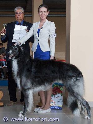 myydään borzoi www.koiratori.com-ilmoitus Venäjän borzoi poika( ikä nyt 2 kk) etsii hyvä ja rakastava koti. Toimitus suomeen 7 kk iässä( lain mukaan)poika on siperiassa. rotupaperi, hyvä  kasvattaja. Poika tilee usän näköinen. Isä on kuvassa.h: 1900€ ( rivi rek, tullin maksuja, toimitus suomeen , hinnan sisällä. jos kiinostaa- ota yht säpön tai wa kaitta. itse asun suomessa ja puhun suomea. Kasvattaja oksana gutnik , irkutsk huom: varausmaksu on ! sinulla pitää olla kokenus rodusta, turkki hoidosta. Kasvattaja on metsästäjä, poika kasvaa tuorella lihalla.