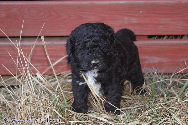 myydään cockapoo www.koiratori.com-ilmoitus Varattavissa Suomessa 12.3.2026 syntyneet cockapoopennut. Pentuja syntyi kuusi, varattavissa vielä kaksi narttua ja kaksi urosta. Pentujen emä on jo itsessään cockapoo (amerikancockerspanieli x keskikokoinen villakoira) ja pentujen isä kääpiövillakoira, joten pennuissa on 75 % villakoiraa ja 25 % amerikancockerspanielia. Molemmat vanhemmat ovat oikein sympaattisia koiria ja ovat myös nähtävillä meillä. Pentujen karva tulee muistuttamaan melko paljon villakoiran karvaa (ei irtoa) ja se vaatii trimmausta ja hoitoa. Pentujen odotettavissa oleva aikuiskoko on noin 8-9 kiloa.Pennut luovutetaan 30.4.2026 jälkeen eläinlääkärin tarkastamina ja mikrosiruttamina sekä useaan kertaan madotettuina ja rekisteröityinä.Pentuihin pääsee tutustumaan sopimuksen mukaan. Pennut tottuvat meillä toisiin koiriin ja lapsiin, ne ovat käytännössä myös sisäsiistejä luovutusikäisinä. Pennun hinta on 2000 €, josta varausmaksu on 400 €. Varausmaksua ei palauteta, mikäli ostaja peruu kaupan.Jos kiinnostuit pennuista, tutustu kotisivuihimme ja katso sieltä lisäkuvia. Lisäilemme kotisivuille kuvia pentujen kasvaessa.Kasvatustoimintamme on yritysmuotoista, joten ostamalla pennun meiltä turvanasi on kuluttajansuoja. Lisäksi tiedät, että kasvatus on vastuullista ja verot yritystoiminnasta maksetaan Suomeen.Ota rohkeasti yhteyttä, mieluusti soittamalla tai sähköpostitse ja tule tutustumaan =)