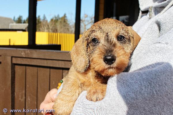 myydään karkeakarvainenkääpiömäykky, www.koiratori.com-ilmoitus Karkeakarvainen kääpiö mäykky, poika, synt.10.02.26, rokotteet, eu passi ja export-sukutaulu, etsii huolehtivaa ja rakastavaa kotia. Meidan kotisivuilta www.taksik.com,puh.003725538914 ( engl. ).