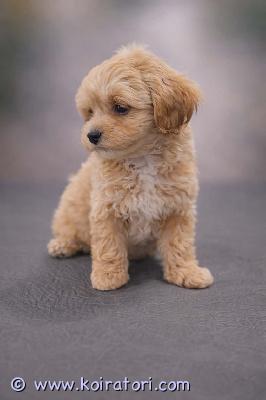 myydään maltipoo www.koiratori.com-ilmoitus 2.2.2026 synty, luovutusikuinen urospentu enää vapaana . Pentu on reipas, ollut ulkoa omalla aidatulla pihalla, moneasti madotettu, sirutettu, eläinlääkärin tarkastama . Eu passi ja annettu ensimmäinen nelosrokote . Vanhemmat terveitä, hyväluonteisia pikkukoiria , emo kääpiövillakoira , isä malta koira, kysy lisä.kerro muutamalla sanalla perheen tilanne ja käy ensi keskustelu pennun otosta perheenkin kans 