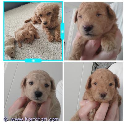 myydään kääpiövillakoira www.koiratori.com-ilmoitus Suomessa 29.03.2026 syntyneet kääpiövillakoiran pennut etsivät kotia. haluaisin pennuille sellaisen hyvän ja rakastavan kodin, jossa on mietitty tosissaan koiran omistamista, jotta saisi pysyvän kodin.  meille syntyi 2 tyttöä ja 1poika. Pennut ovat aprikooseja. äiti on tumma aprikoosi kääpiövillakoira ja isä valkoinen kääpiövillakoira. Vanhemmat ovat terveitä sekä perheen omistuksessa ja nähtävissä. koirat eivät ole rekisteröity kennelliittoon. pennut luovutetaan eläinlääkärin tarkistamana, sirutettuna. pennun luovutus on n. 8 viikkoa syntymästä. pennun omistaja rokottaa pennun n. 12 viikkoisena. lisää tietoa ja kuvia saa kysymällä???? ei osamaksusopimustavarausmaksu 100ehinta 1900e puh. 0451204860 /hellutavoittaa parhaiten illalla