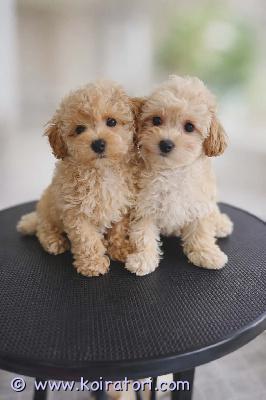 myydään maltipoo www.koiratori.com-ilmoitus Luovutusikuiset 2 narttu ja urospentu vapooina .pennut on täyttänyt 2 kk, moneasti madotettu, sirut, eu matkustuspassit, nelosrokote annettu. Pennut kasvanut aikusten koirien ja pikkulasten kans, eli kokemusta myös lapsista. Emo noin 3 kg malta koira, isä 4,2 kg kääpiövillakoira, molemmat seurallisia, hyväluonteisia kotikoiria.ei osamaksu, ei turhia varauksia, kysy lisä