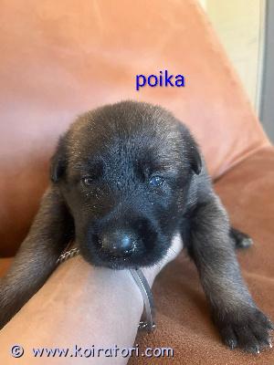 myydään malikka www.koiratori.com-ilmoitus Myydään malinois-pentujapennut syntyneet 29.03.2026.pentueessa: 3 urosta 3 narttuapennut luovutetaan 03.05.2026 alkaen. Pennut kasvavat perheessä ja tottuvat normaaleihin arjen ääniin. Luovutettaessa pennut ovat eläinlääkärin tarkastamia, madotettu. Ja vanhemmat ovat luonteeltaan todella kilttejä kotikoiria. Vanhemmat peruskoulutettuja. Suojelua harrastettu molemmilla. Laitan pennuista ja vanhemmista kuvia lisää. Tarvittaessa. Otamme varaus maksun 200€ pennusta joka vähennetään loppu summasta. Emme myy osa maksulla.... Etsimme pennuille osaavia koteja jossa ymmärretään rodun tarpeet millainen koti sinulla on tarjota ja koira kokemuksesi? kuvissa jälellä olevat pennut