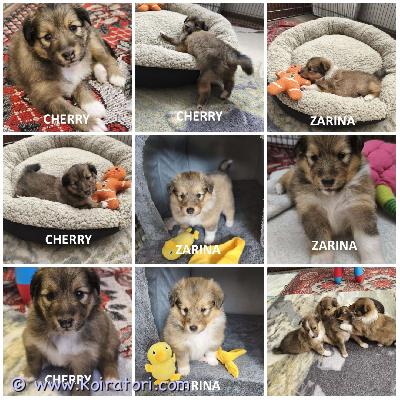 MYYDääN sheltie www.koiratori.com-ilmoitus The kennel is reserving sable sheltie puppies. All are female. 2 of them are available.born on 16.03.2026.they will be ready to go to their new families in mid-may.each puppy will have an ekl/fci pedigree, a european passport, a microchip, age-appropriate vaccinations, and a sales contract.the parents are show dogs and have been health tested.i have whatsapp and viber.kennel varaa soopelin värisiä sheltie pentuja. Kaikki ovat narttuja. 2 niistä on vapaana.syntyneet 16.03.2026.ne ovat valmiita muuttamaan uusiin koteihinsa toukokuun puolivälissä.jokaisella pennulla on ekl/fci-sukupuu, eurooppalainen passi, mikrosiru, ikätasoiset rokotukset ja kauppakirja.vanhemmat ovat näyttelykoiria ja heille on tehty terveystarkastuksia.minulla on whatsapp ja viber.