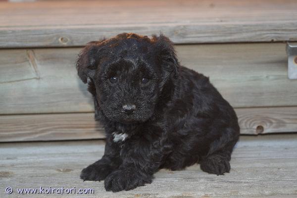 myydään Schnoodletytöt www.koiratori.com-ilmoitus Suomessa 6.3.2026 syntyneet schnoodlepennut nyt varattavissa! Jäljellä kaksi narttupentua. Pentujen odotettavissa oleva aikuiskoko on noin kahdeksan kiloa. Pennuissa on 1/4 snautseria ja 3/4 villakoiraa; pentujen emä on schnoodle (kääpiösnautseri x keskikokoinen villakoira) ja isä kääpiövillakoira. Schnoodlea pidetään allergiaystävällisenä yhdistelmänä. Pennut luovutetaan 24.4.2026 jälkeen eläinlääkärin tarkastamina ja mikrosiruttamina, rekisteröityinä sekä useaan kertaan madotettuina.Pentuihin pääsee tutustumaan sopimuksen mukaan, molemmat vanhemmat (ja emänkin vanhemmat) nähtävillä. Pennut tottuvat meillä toisiin koiriin ja lapsiin, ne ovat käytännössä myös sisäsiistejä luovutusikäisinä, koska niiden kanssa harjoitellaan ulkoilua hyvin pienestä pitäen.Pennun hinta on 1800 €, josta varausmaksu on 400 €. Varausmaksua ei palauteta, mikäli ostaja peruu kaupan.Kasvatustoimintamme on yritysmuotoista, joten ostamalla pennun meiltä turvanasi on kuluttajansuoja. Lisäksi tiedät, että kasvatus on vastuullista ja verot yritystoiminnasta maksetaan Suomeen.Tutustu kotisivuihimme (siellä myös lisäkuvia) ja ota yhteyttä ensisijaisesti puhelimitse tai sähköpostitse sekä tule tutustumaan pentuihin ja niiden vanhempiin.