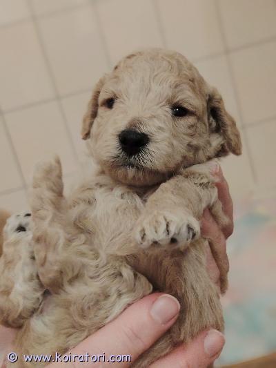 myydään kääpiövillakoira www.koiratori.com-ilmoitus Kääpiövillakoiran pentuja etsii rakastavaa kotia29.3.2026 suomessa syntyneet ihanat kääpiövillakoiran pennut etsivät hyviä ja vastuullisia koteja.pentueessa on:- 1 tyttö- 4 poikaapentujen värit ovat aprikoosi ja punaruskea.molemmat vanhemmat ovat kääpiövillakoiria ja asuvat kanssamme:- isä on suklaanruskea- emo on aprikoosipennut luovutetaan 8 viikon iässä:- rekisteröityinä eviraan- sirutettuina- madotettuina- eläinlääkärin tarkastaminahuomioithan, että vanhemmat eivät ole rekisteröityjä kennelliittoon.toivomme, että pennulle löytyy rakastava ja sitoutunut koti, jossa siitä pidetään huolta koko sen elämän ajan hinta: 1900 €varausmaksu: 200 €(ei osamaksumahdollisuutta)