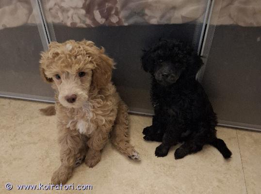 myydään kiharakarvainen www.koiratori.com-ilmoitus Meille on syntynyt 7.2.2026 upea kiharakarvainen kääpiö-/keskikokoinen (villakoira)pentue. Rotu on älykäs, iloinen ja helppo kouluttaa. Tästä rodusta ei lähde karvaa perinteiseen tapaan ja siksi sitä pidetään allergia ystävällisenä rotuna. Turkki kumminkin vaatii säännöllistä hoitamista ja trimmausta. syntyneet: 7.2.2026 molemmat vanhemmat ovat terveitä kotikoiria. Emä nähtävissä.  Madotettu: useasti, suositusten mukaan. ELL tarkastamat: 24.3.20206, todistus luovutetaan mukaan. ELL siruttamat: 24.3.2026 Ostaja velvollisuus on huolehtia pennun rokotuksesta 12 viikon ikäisenä. Pennut luovutetaan vähintään 8 viikon ikäisenä, 4.4.2026 alkaen. Hinta: 1600 €  200 € varausmaksu, joka hyvitetään loppusummasta. (varausmaksua ei palauteta kauppojen peruuntuessa) varausmaksua ei palauteta)  Ei osamaksu mahdollisuutta. yhteydenotot ja varaustilanteen tiedustelut: tassuposti@outlook.com 