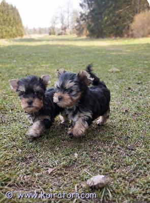 myydään yorkshirenterrieri www.koiratori.com-ilmoitus 23.2.26, synty 2 kaunista narttupentu vapaana. Pennut on rohkeita, parhaiten sosiaalistetaan , moneasti madotettu.ennen oma kotiin lähtö saa eläinlääkärin tarkastukset, siru, eu passit.annetaan myös ensimmäinen rokotus. Vanhemmat noin 3 kg, viralliset terveys tarkastukset kunnossa. Vanhemmat hyväluonteisia koulutettuja pikkukoiria. Kysy rohkeasti lisä , lähetetään lisä kuvia, videoita . Ohjeita pentun hoito, pantupakkaus mukaan