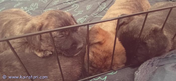 myydään terrierimix www.koiratori.com-ilmoitus Cairnterrieri ja jackrussel mixit tulevat luovutukseen 4.5 alkaen. Kasvavat lapsiperheessä helsingissä, tottuen muihin koiriin ja ihmisiin sekä arjen normaaleihin ääniin. Pentuja on molempia sukupuolia. Pennut lähtevät uuteen kotiin sirutettuina, useasti madotettuina, eläinlääkärin tarkastamina ja pentupaketin kera. Pentujen arvioitu korkeus aikuisena on 30 cm. Urospentuja vapaana, lisää kuvia pojista saa sähköpostilla. Tervetuloa tutustumaan emoon ja pentuihin. 